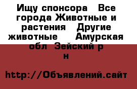 Ищу спонсора - Все города Животные и растения » Другие животные   . Амурская обл.,Зейский р-н